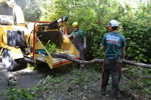 tree services Rancho Santa Margarita